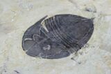 Rare, Trigonocerca Piochensis - Fillmore Formation, Utah #94738-2